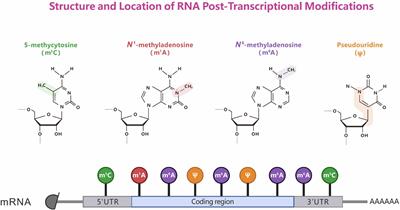 Dynamic regulation and key roles of ribonucleic acid methylation